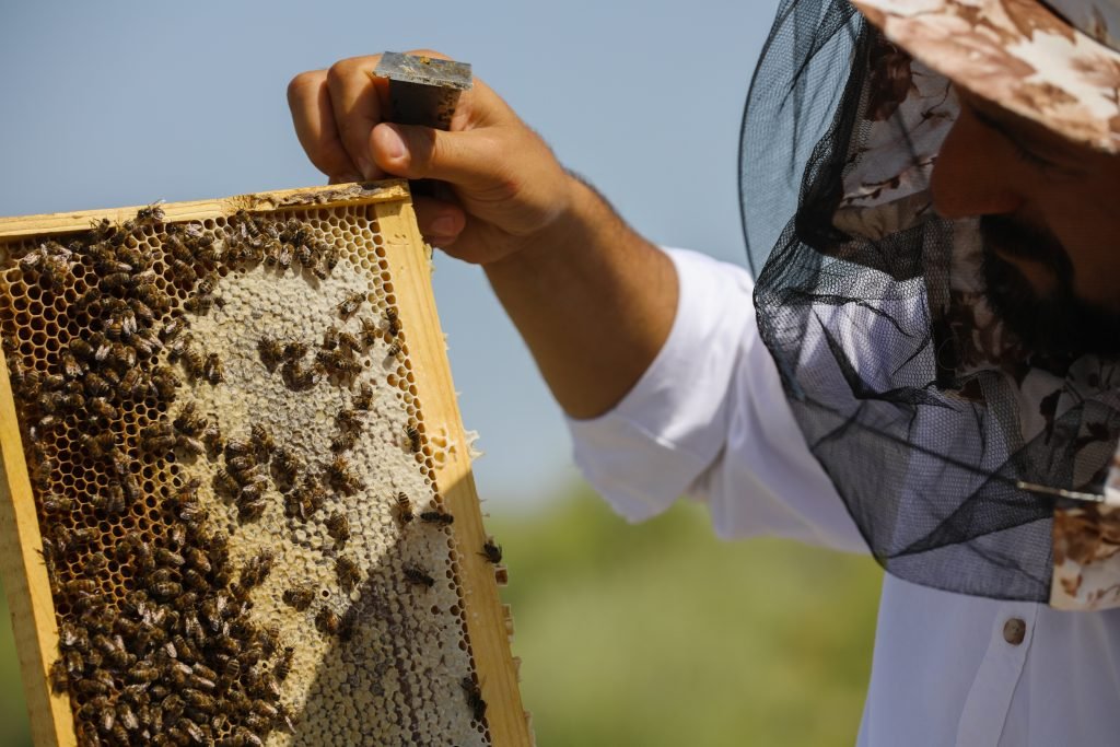 Azerbaijani Honey: The Taste of Nature, Mountain Meadows, and Ancient Traditions